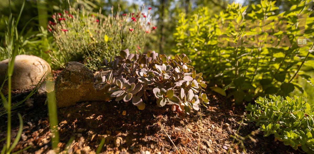 PREDANÉ – VÝNIMOČNÁ NEHNUTELNOSŤ V LESE V BRATISLAVE, CESTA NA KLANEC, BA IV LAMAČ