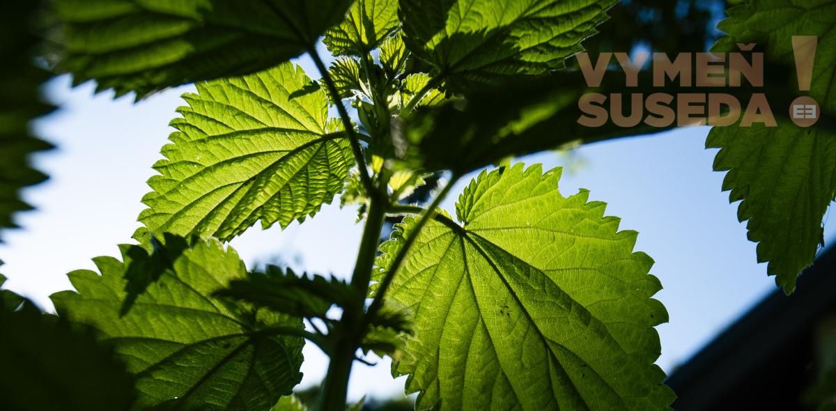 PREDANÉ – VÝNIMOČNÁ NEHNUTELNOSŤ V LESE V BRATISLAVE, CESTA NA KLANEC, BA IV LAMAČ