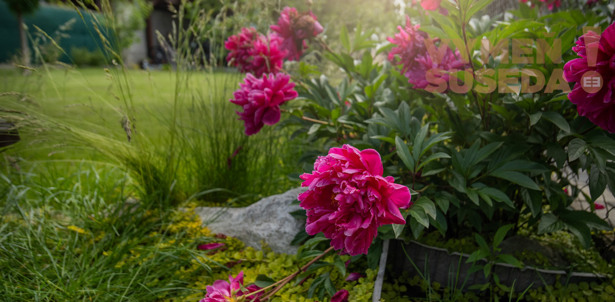 PREDANÉ – 4 izb. rodinný dom 97m2 na 3 á pozemku len 10km od Bratislavy v Miloslavove, Muškátová ul.