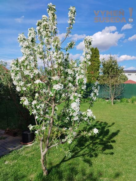 VYMEŇ SUSEDA - Na predaj moderný 4-izbový rodinný dom v Dunajskej Lužnej – ideálne miesto pre vašu rodinu!