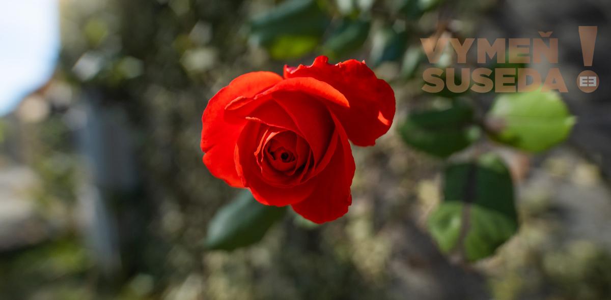 VYMEŇ SUSEDA! – PONÚKAME NA PREDAJ VÝNIMOČNÝ RODINNÝ DOM PRI KOSTOLE a ZÁMOCKÉHO PARKU, KALVÁRSKA UL., STUPAVA .