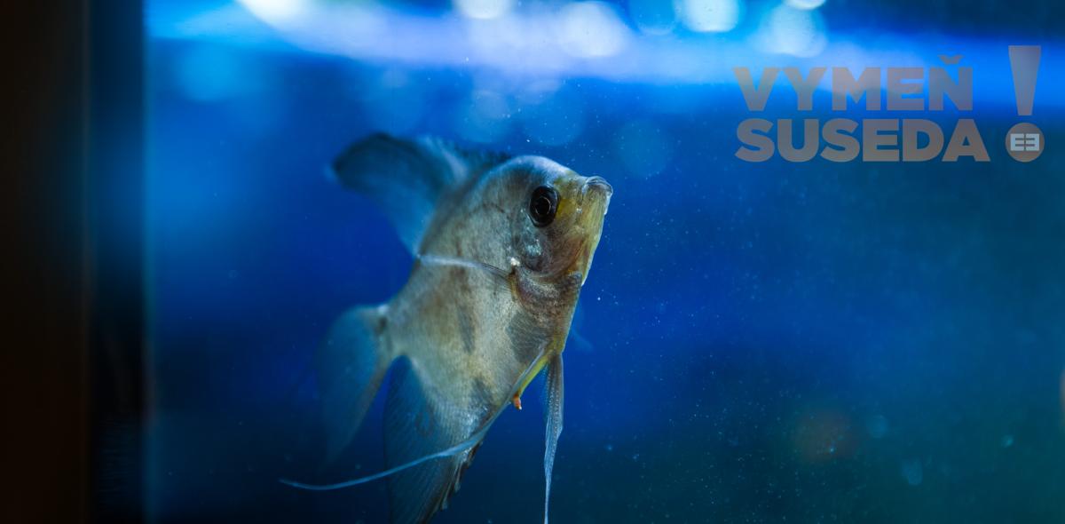 VYMEŇ SUSEDA! - VÝNIMOČNÝ 3 IZB. KOMPLETNE ZREKONŠTRUOVANÝ BYT s BALKÓNOM, VYHĽADÁVANÁ LOKALITA RUŽINOV, HABURSKÁ UL., BA II.