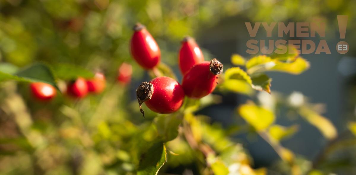 VYMEŇ SUSEDA! – VÝNIMOČNÝ 4-IZBOVÝ RODINNÝ DOM S BAZÉNOM PRI KAŠTIELI, BUDMERICE